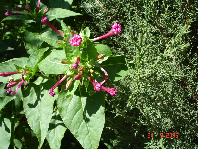 Des fleurs inconnues à notre hôtel à Ronda, Espagne