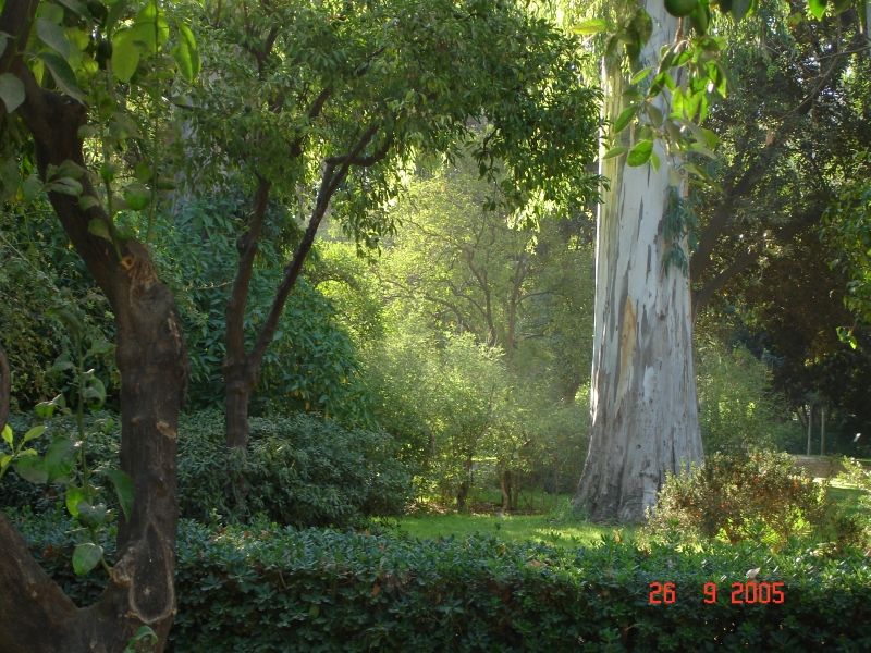 Une vue du sous-bois dans le parc Maria Luisa à Séville en Espagne