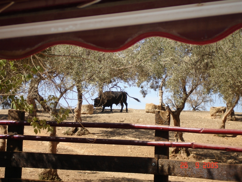 Taureau de combat broutant dans les champs à la Dehesa « La Calera », Séville, Espagne