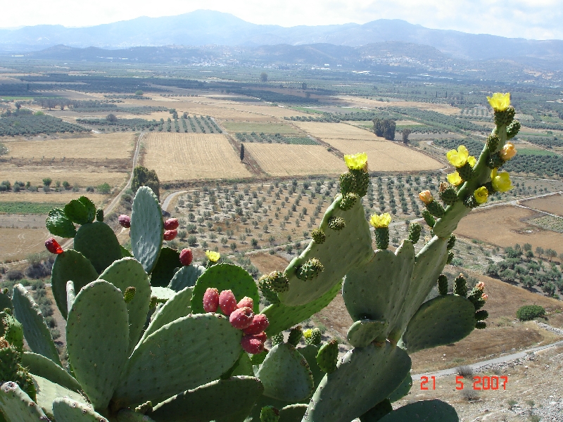 Phaistos, Crète, Grèce