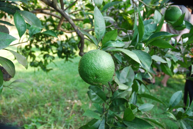 Des oranges de la ferme Ruvitello Farm Hazienda agrituristica, Catane, Italie