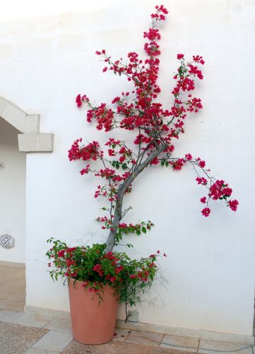 Hôtel Borgobianco, Polignano a Mare, Pouilles, Italie