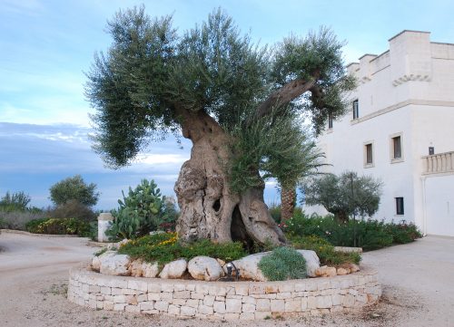 Alberobello, Pouilles, Italie