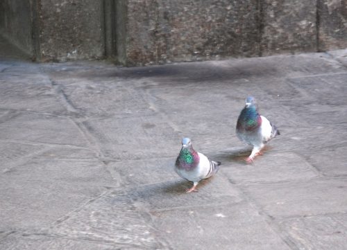 Pallazzo Comunale, Crémone, Lombardie, Italie