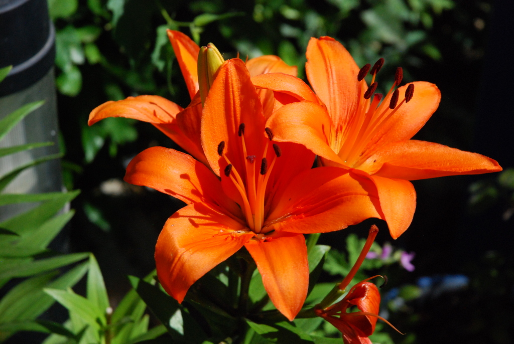 Real Jardín Botánico de Córdoba, Cordoue, Espagne