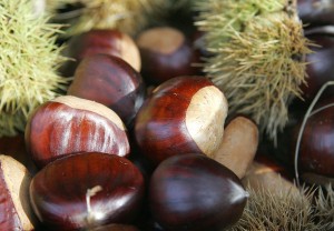 1024px-Chestnut