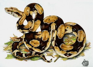 Boa_constrictor[1]