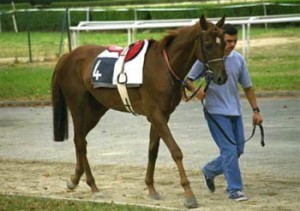 metier_lad_jockey
