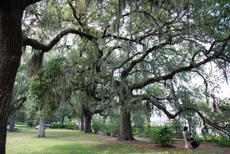 Mousse espagnole », Savannah, Georgie, États-Unis