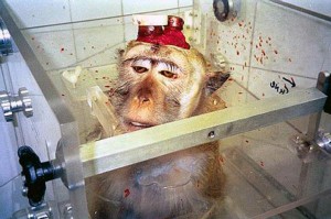 Expérimentation-animale-vivisection-le-singe