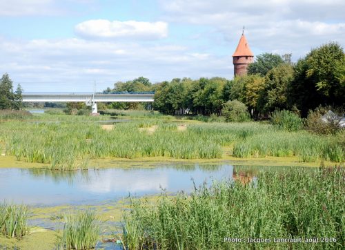 Forteresse de Malbork, Pologne.