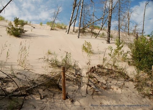 Dunes mouvantes du parc national de Słowiński, Pologne