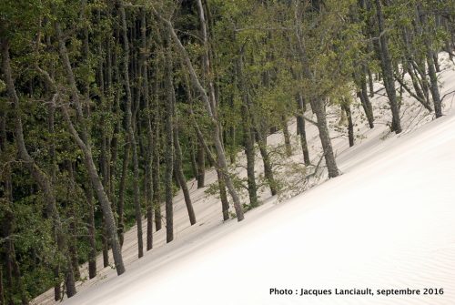 Dunes mouvantes du parc national de Słowiński, Pologne