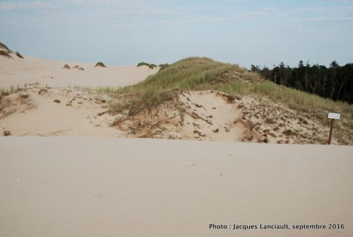 Dunes mouvantes du parc national de Słowiński, Pologne