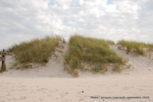 Dunes mouvantes du parc national de Słowiński, Pologne