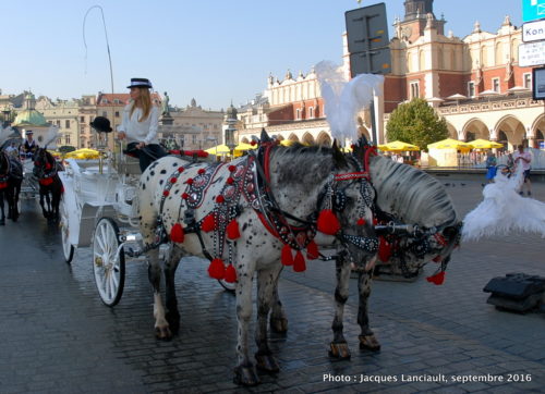 Calèches du rynek, Cracovie, Pologne