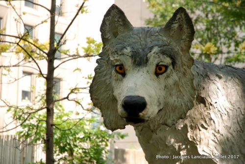 Mahihkan, Joe Fafard, Balade pour la Paix, Montréal, Québec