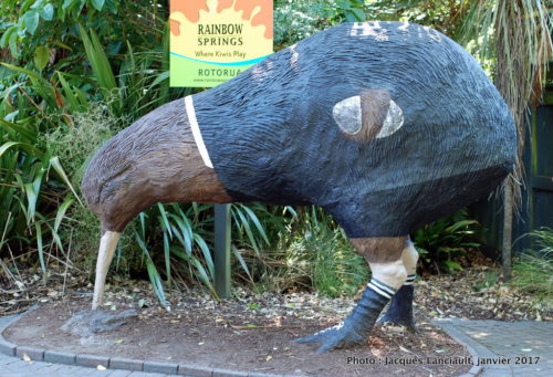 Parc naturel kiwi de Rainbow Springs, Rotorua, île du Nord, Nouvelle-Zélande