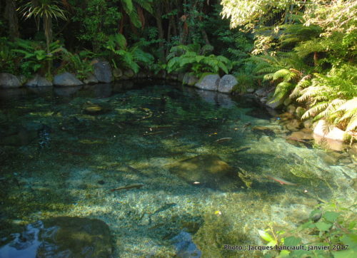 Parc naturel kiwi de Rainbow Springs, île du Nord, Nouvelle-Zélande