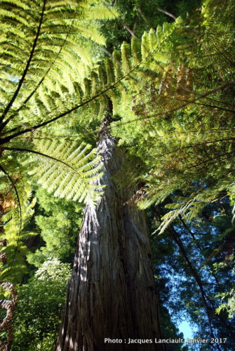 Parc naturel kiwi de Rainbow Springs, Rotorua, île du Nord, Nouvelle-Zélande