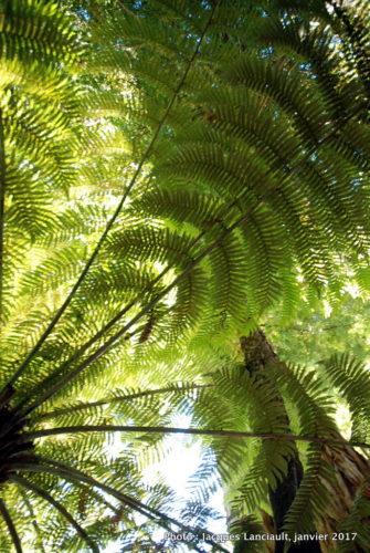 Parc naturel kiwi de Rainbow Springs, Rotorua, île du Nord, Nouvelle-Zélande