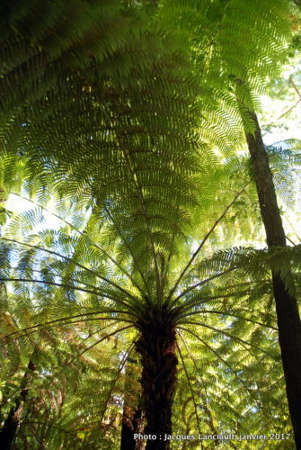 Parc naturel kiwi de Rainbow Springs, Rotorua, île du Nord, Nouvelle-Zélande