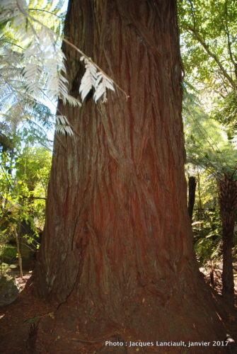 Parc naturel kiwi de Rainbow Springs, Rotorua, île du Nord, Nouvelle-Zélande