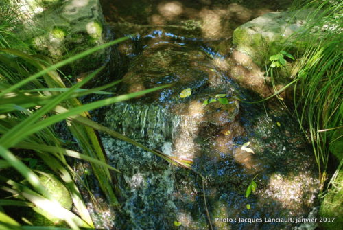 Parc naturel kiwi de Rainbow Springs, Rotorua, île du Nord, Nouvelle-Zélande