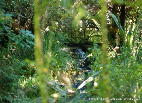 Parc naturel kiwi de Rainbow Springs, Rotorua, île du Nord, Nouvelle-Zélande