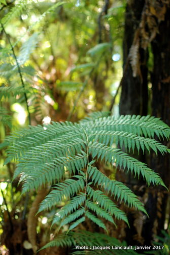 Parc naturel kiwi de Rainbow Springs, Rotorua, île du Nord, Nouvelle-Zélande