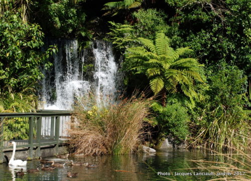 Parc naturel kiwi de Rainbow Springs, Rotorua, île du Nord, Nouvelle-Zélande