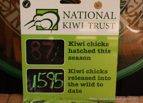 Parc naturel kiwi de Rainbow Springs, Rotorua, île du Nord, Nouvelle-Zélande