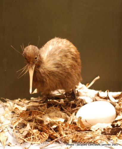 Parc naturel kiwi de Rainbow Springs, Rotorua, île du Nord, Nouvelle-Zélande