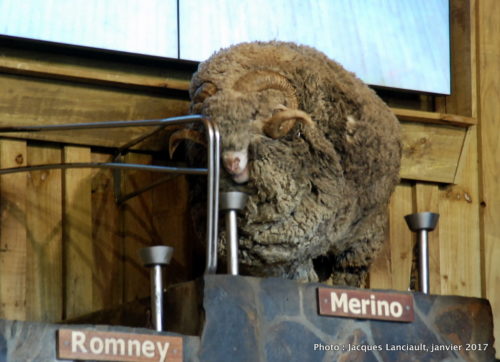 Agrodome de Nouvelle-Zélande, Rotorua, île du Nord, Nouvelle-Zélande
