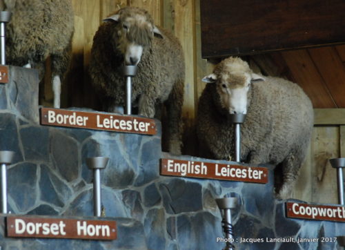 Agrodome de Nouvelle-Zélande, Rotorua, île du Nord, Nouvelle-Zélande