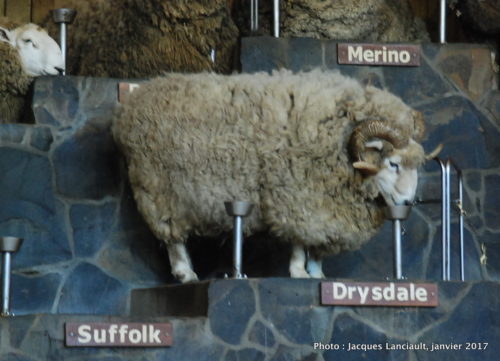 Agrodome de Nouvelle-Zélande, Rotorua, île du Nord, Nouvelle-Zélande