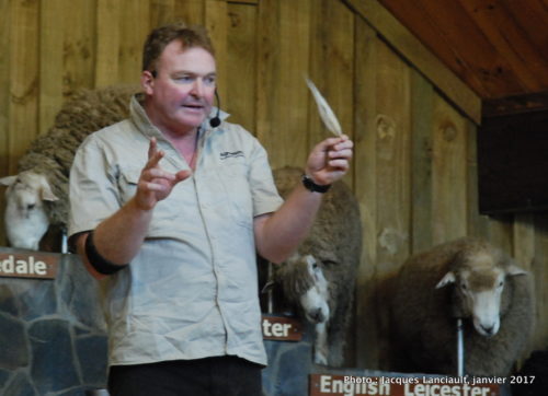 Agrodome de Nouvelle-Zélande, Rotorua, île du Nord, Nouvelle-Zélande