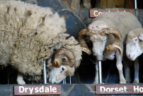 Agrodome de Nouvelle-Zélande, Rotorua, île du Nord, Nouvelle-Zélande