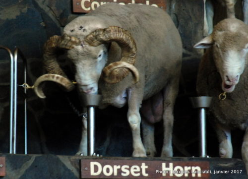 Agrodome de Nouvelle-Zélande, Rotorua, île du Nord, Nouvelle-Zélande