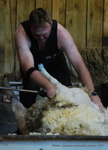 Agrodome de Nouvelle-Zélande, Rotorua, île du Nord, Nouvelle-Zélande