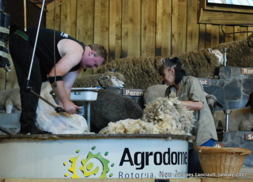 Agrodome de Nouvelle-Zélande, Rotorua, île du Nord, Nouvelle-Zélande
