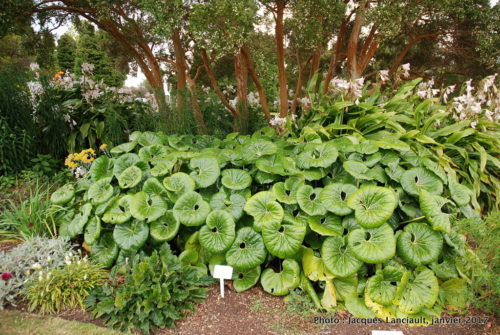 Jardins gouvernementaux, Rotorua, île du Nord, Nouvelle-Zélande