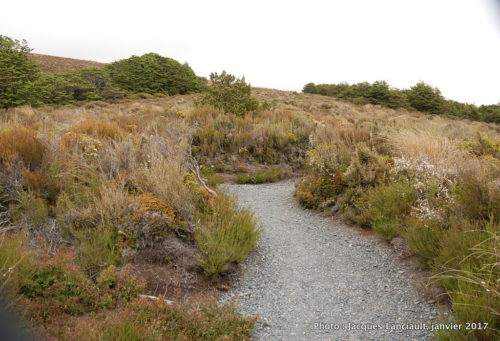 Mont Ruapehu, parc national de Tangariro, île du Nord, Nouvelle-Zélande