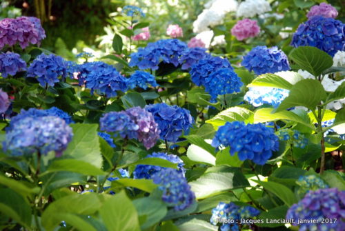Jardin botanique de Wellington, Wellington, île du Nord, Nouvelle-Zélande