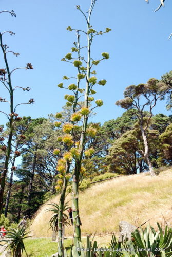 Jardin botanique de Wellington, Wellington, île du Nord, Nouvelle-Zélande