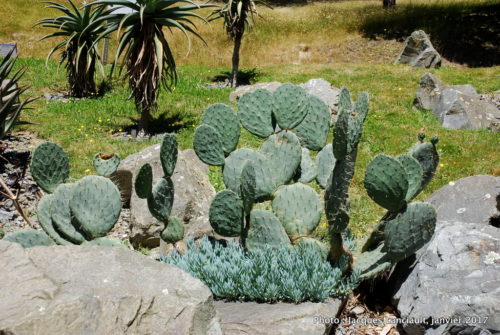 Jardin botanique de Wellington, Wellington, île du Nord, Nouvelle-Zélande