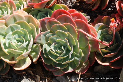 Jardin botanique de Wellington, Wellington, île du Nord, Nouvelle-Zélande