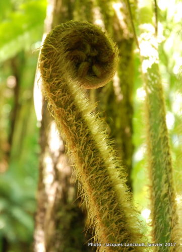 Jardin botanique de Wellington, Wellington, île du Nord, Nouvelle-Zélande