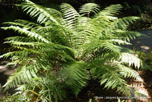Jardin botanique de Wellington, Wellington, île du Nord, Nouvelle-Zélande