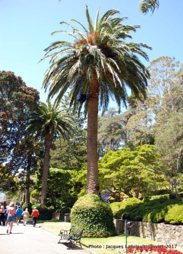 Jardin botanique de Wellington, Wellington, île du Nord, Nouvelle-Zélande